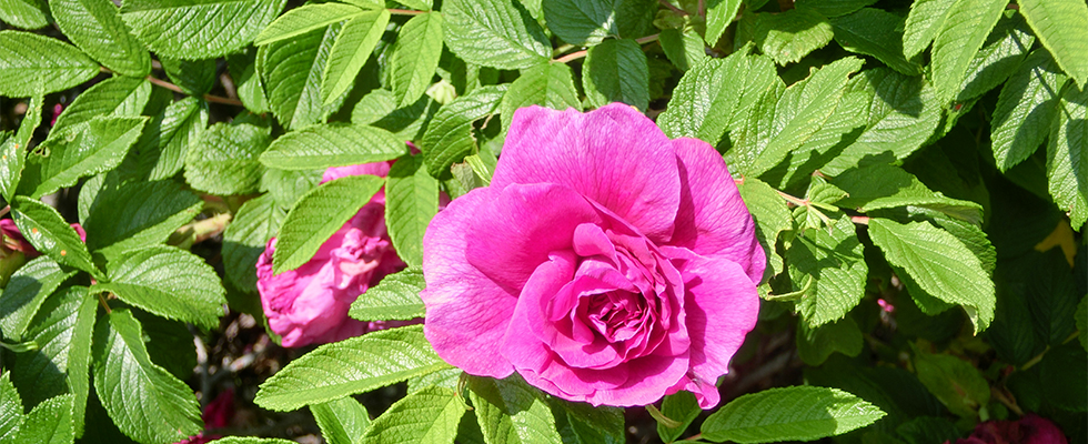 洞爺湖のハマナス