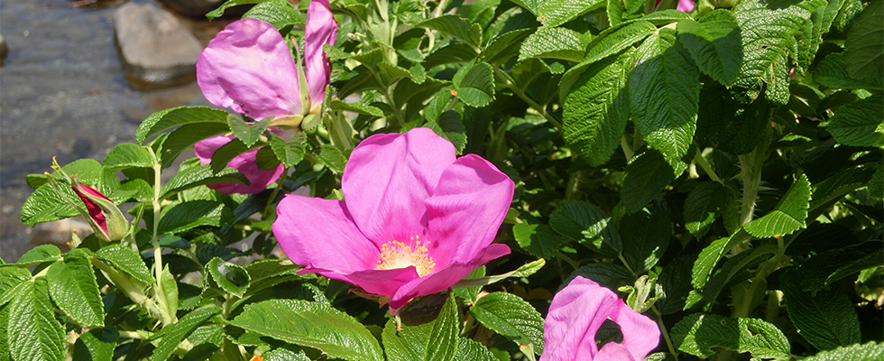 洞爺湖のハマナス