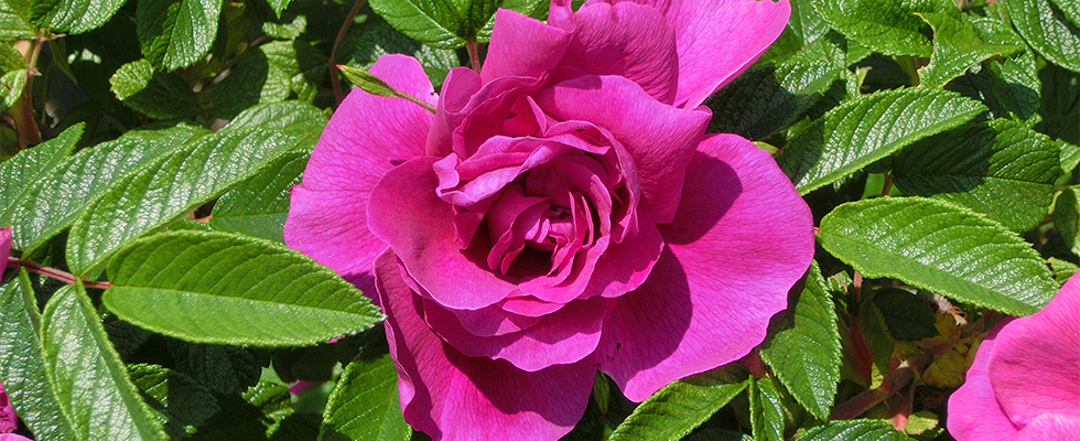 洞爺湖のハマナス