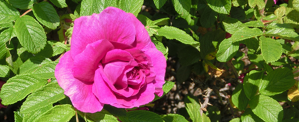 洞爺湖のハマナス