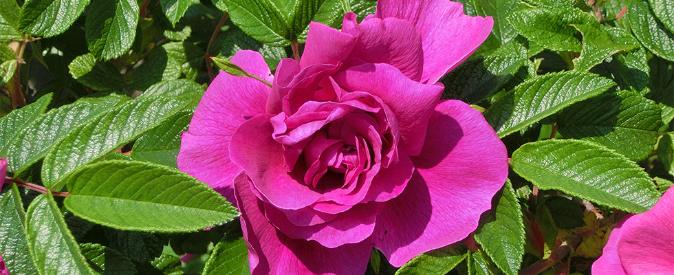 洞爺湖のハマナス