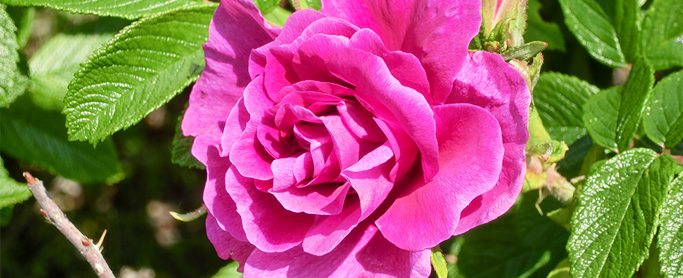 洞爺湖のハマナス