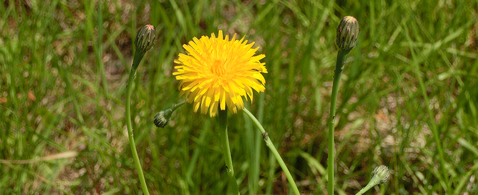洞爺湖壮瞥温泉の公園