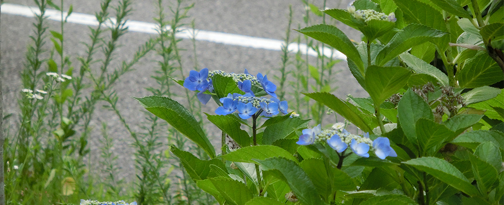 港北ニュータウン