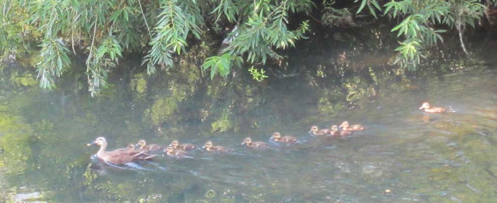 港北ニュータウン