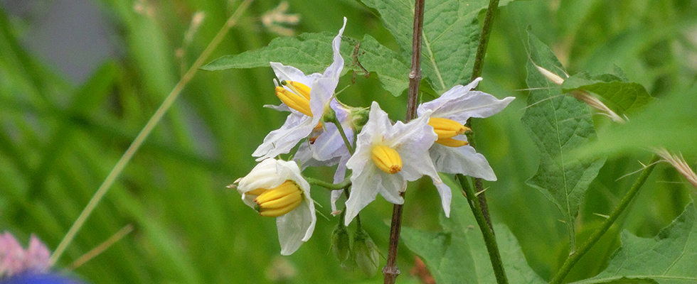 港北ニュータウン