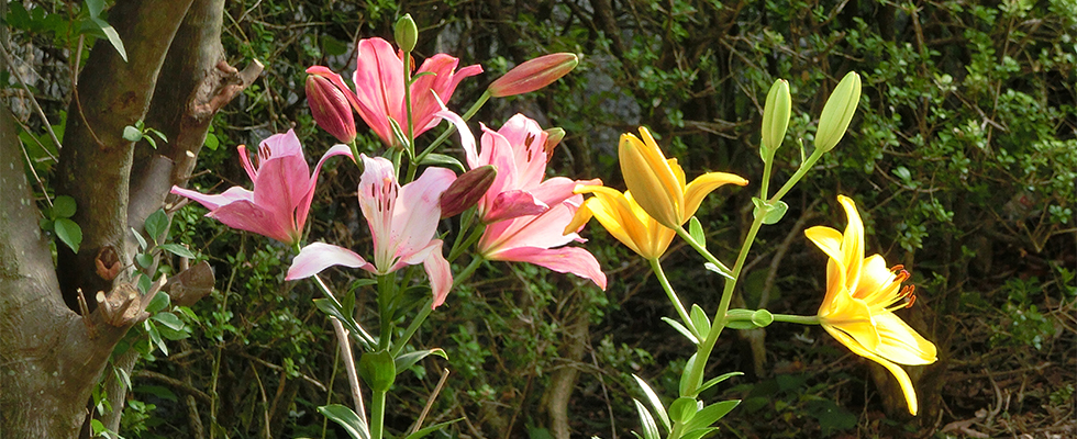 港北ニュータウン