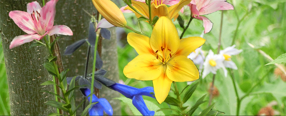 港北ニュータウン