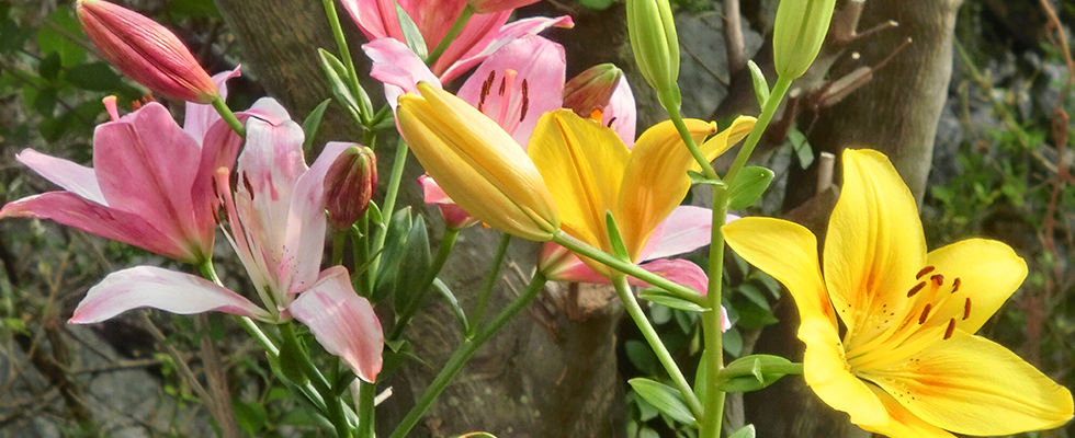 港北ニュータウン