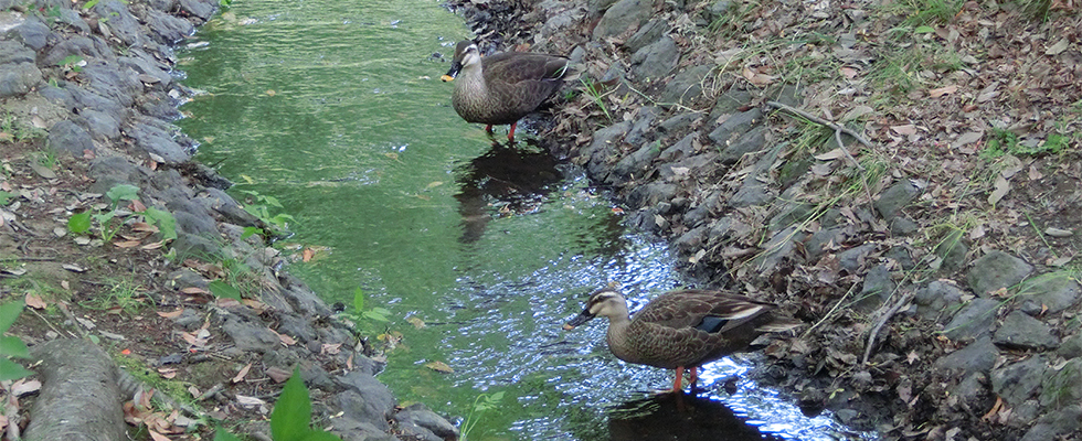 港北ニュータウン