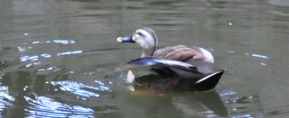 港北ニュータウン