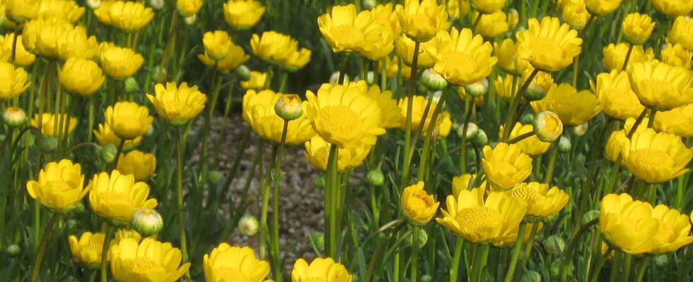 皇居前の公園の花壇の花