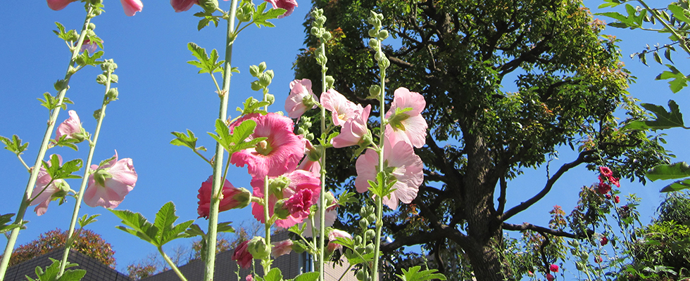 港北ニュータウン