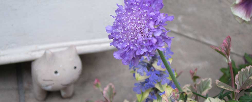 社労士事務所の前庭