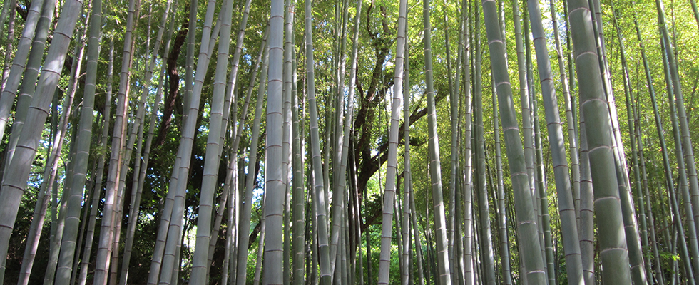 港北ニュータウン